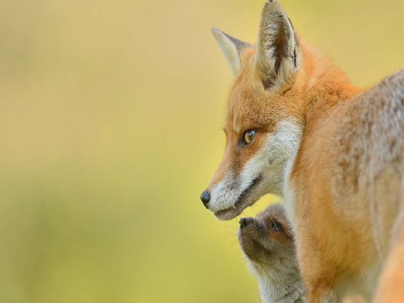 张女士成功案例